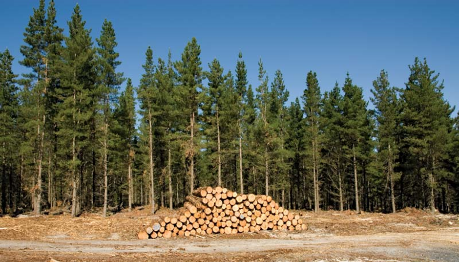 Accoya wood being chopped up out of forest