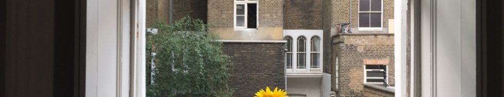A Yellow Daffodil in front of Sash Windows