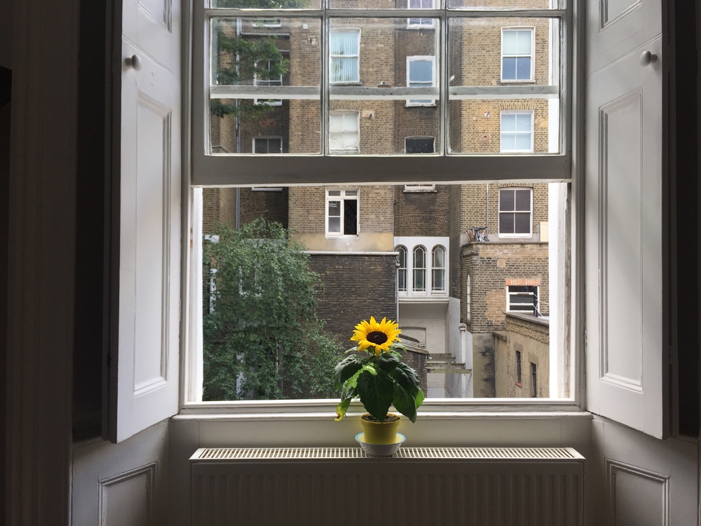 A Yellow Daffodil in front of Sash Windows